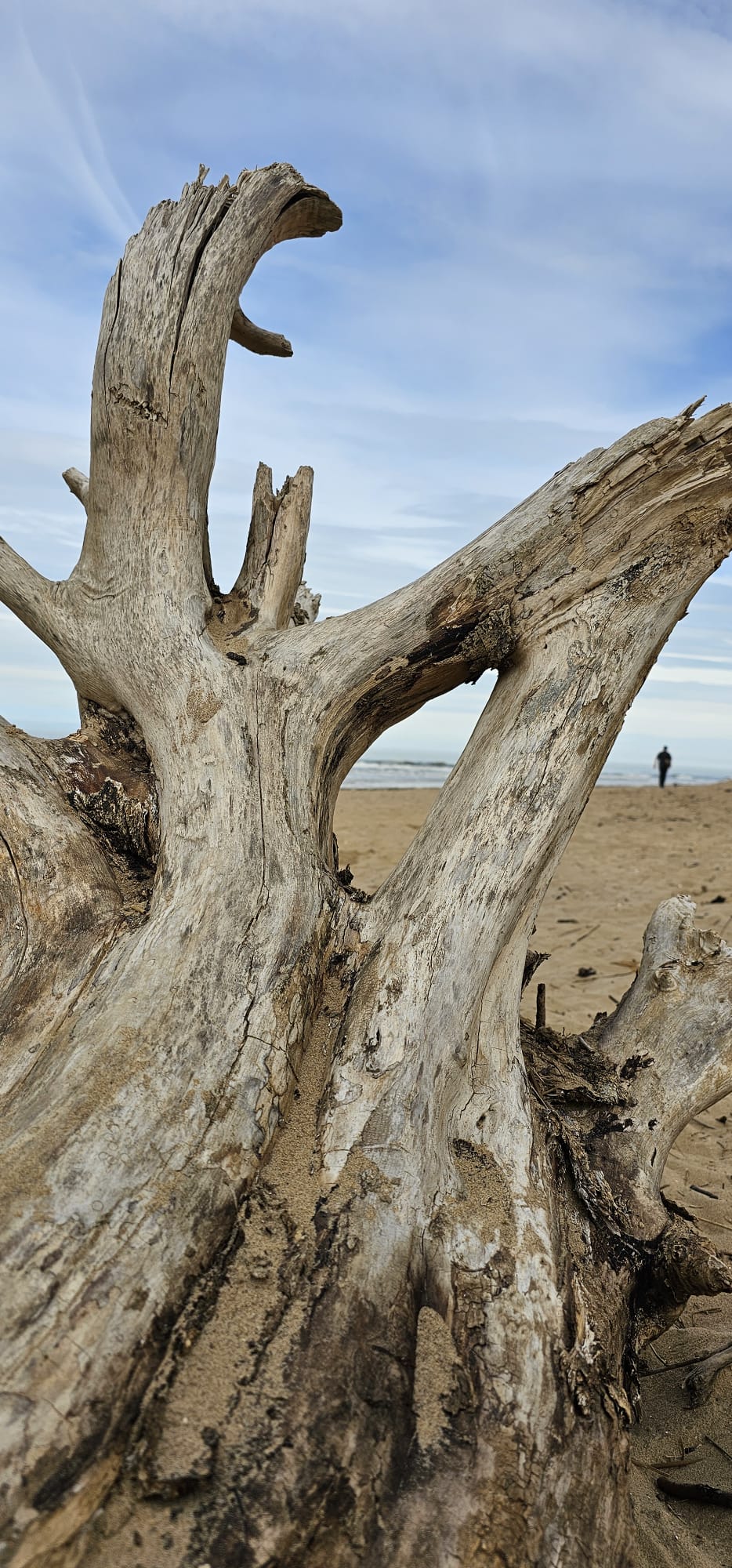 Driftwood on a calm beach, natural and grounded